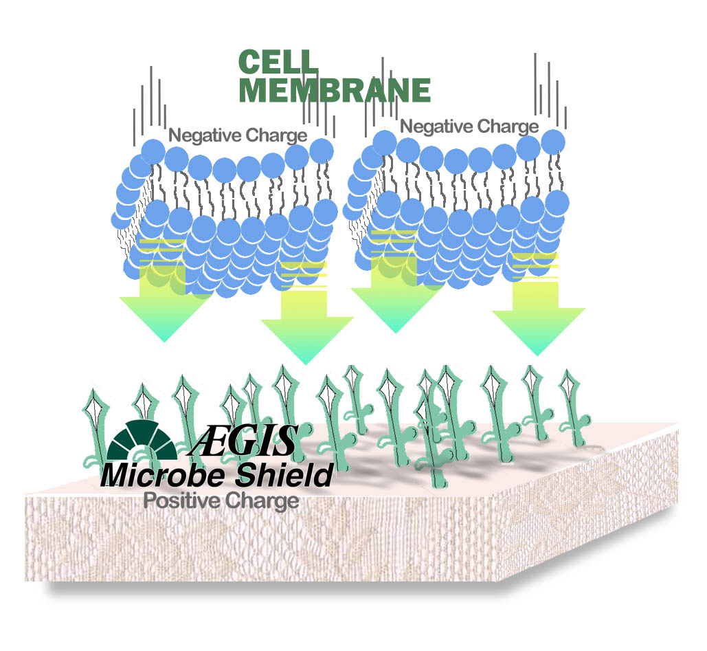 Anti Microbial Treatments Salem SC