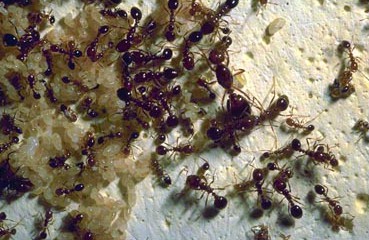 Pest Control Salem SC