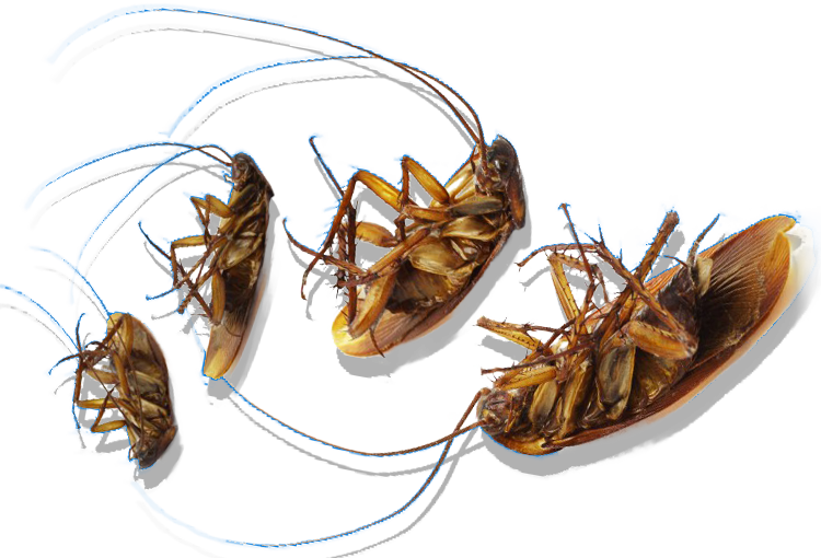 Pest Control in Salem SC