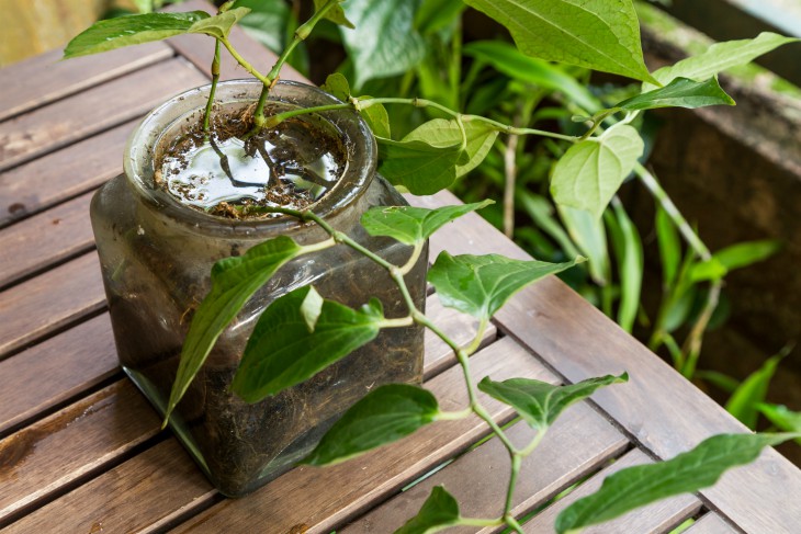 Pest Control in Walhalla SC