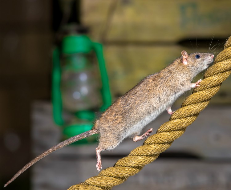 Exterminator in Salem SC