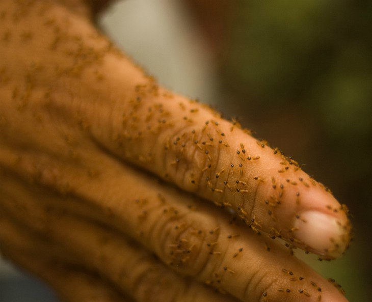 Termite Infestation in Walhalla SC