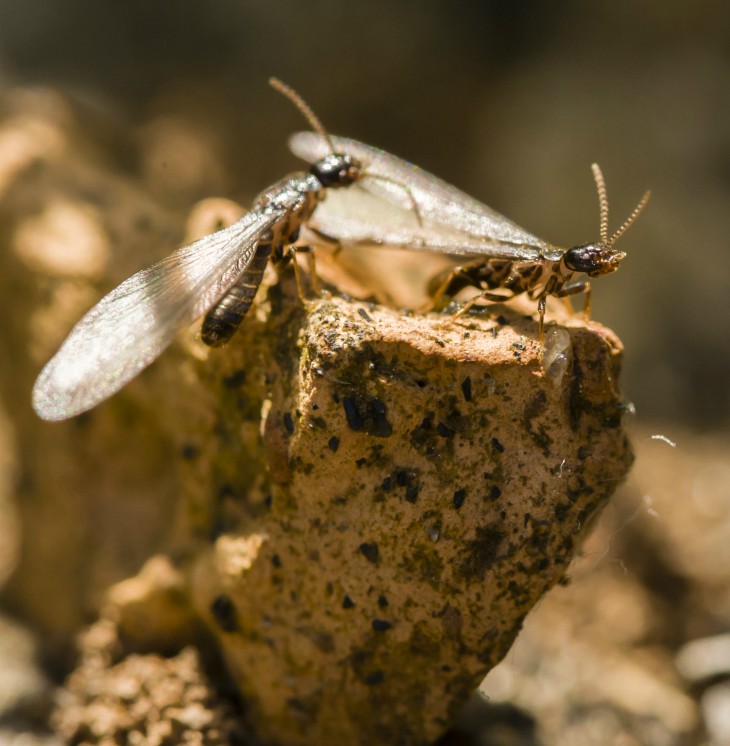 Termite Service in Salem SC