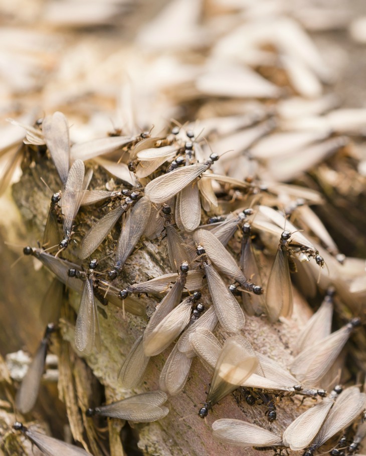 Termite Treatment in Salem SC